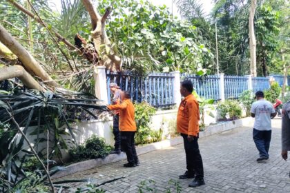 TRC Kota Bandar Lampung Evakuasi Pohon Tumbang di Sumur Batu