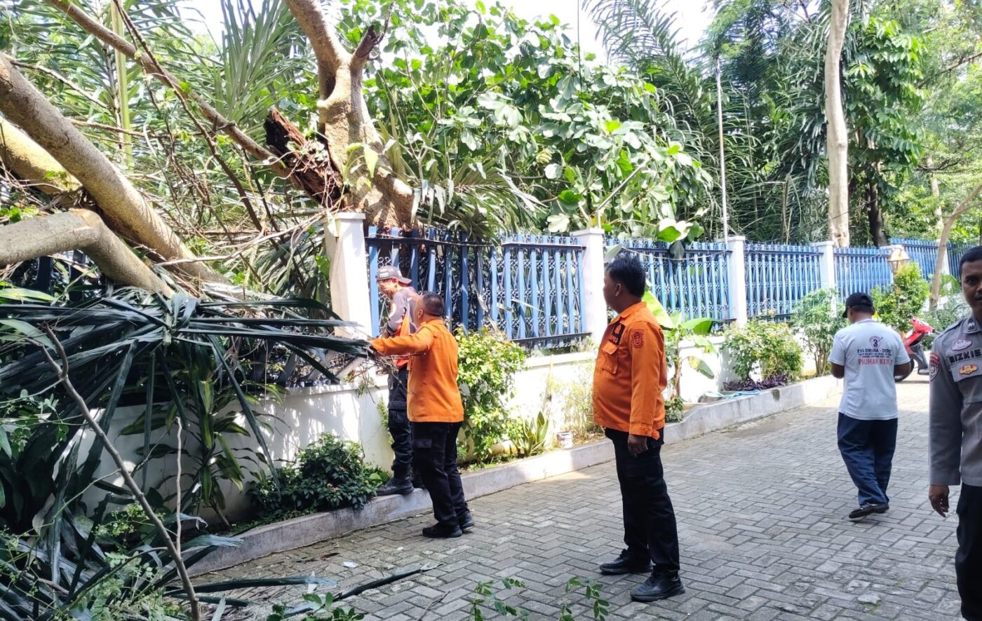 TRC Kota Bandar Lampung Evakuasi Pohon Tumbang di Sumur Batu
