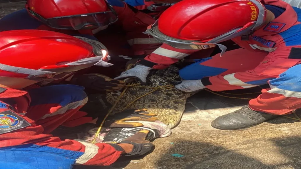 Pemkot Bandar Lampung Turut Evakuasi Buaya Peliharaan Warga di Panjang