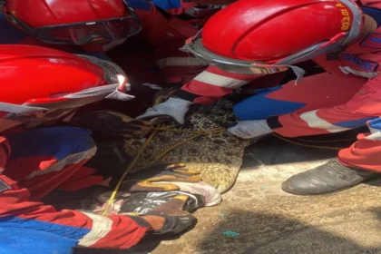 Pemkot Bandar Lampung Turut Evakuasi Buaya Peliharaan Warga di Panjang