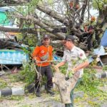 Cegah Pohon Tumbang, DLH Bandar Lampung Pangkas Pohon Rawan