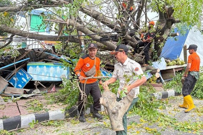 Cegah Pohon Tumbang, DLH Bandar Lampung Pangkas Pohon Rawan